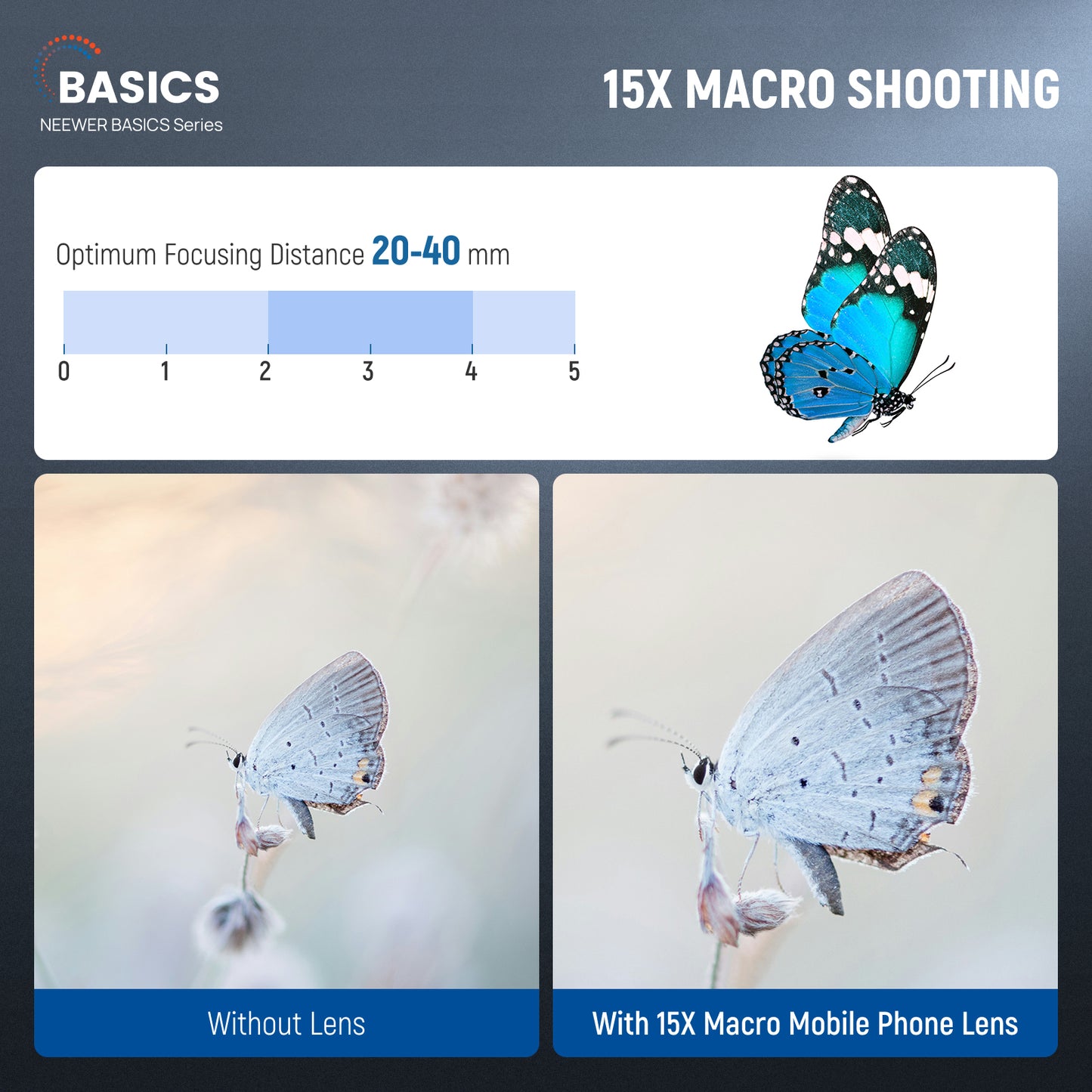 Comparison of a butterfly at different focusing distances with and without a 15x macro lens.